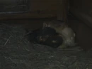 Barn Owl sleeping.jpg