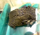 Europium