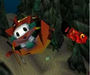 An inflated bandicoot.jpg