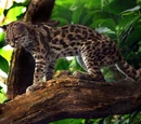 Tree Ocelot (3.5e Monster)