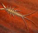 Firebrat (3.5e Monster)