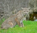 Bobcat (3.5e Monster)