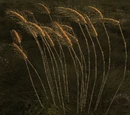 Node: Grain