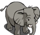 African Elephant