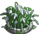 Snowdrop Flowerbed