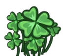 Clover