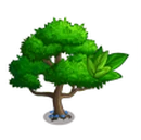 Trident Maple Tree-icon.png