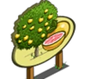 Grapefruit Tree