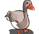 American Buff Goose