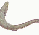 Colosteidae