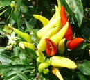 Capsicum annuum 'Chilly chili'