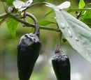 Capsicum annuum 'Czechoslovakian black'