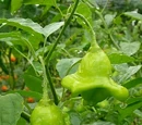 Capsicum baccatum 'Balloon'