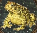 Toad