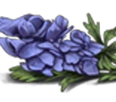 Aconite