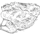 Hairy Heart