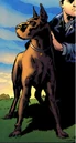 Titus the Dog 002.jpg