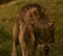 Wolf
