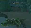 Huge Alligator