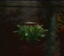 Fugu Plant