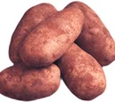 Russet potato