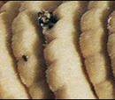 Maida Biscuits