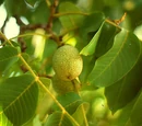 Persian walnut