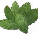 Nopale