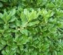 Sea lettuce