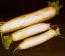 Pickled Daikon Sushi