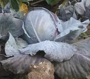 Red cabbage