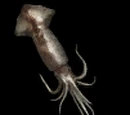 Giant Squid
