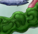 Kelp Steak