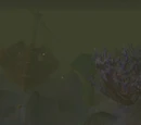 Drowned Reef