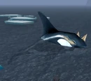 Whale