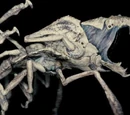 Parasite