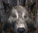 Primitive's Helm