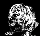 Beaver Fur