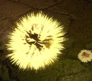 Night Star