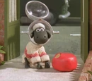 Shaun