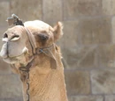 Camel