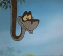Kaa/Gallery