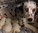 Dottie