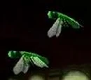 Lacewing fly