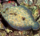Flounder
