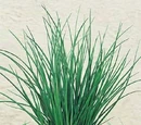 Chives