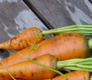 Carrot