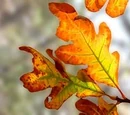 Chestnut