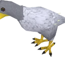 Polar eagle