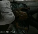 Behind the Scenes images